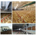 Automatic Poultry Broiler Equipment and Farm Contruction